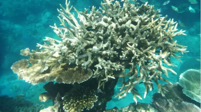 Как обесцвечивание кораллов угрожает сообществам Карибского бассейна: анализ показывает, что сообщества Карибского бассейна наиболее подвержены риску социальных и экологических последствий обесцвечива