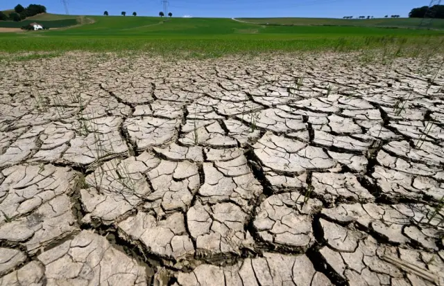 Недавняя засуха может дать представление о будущем птиц Сьерра-Невады: многие птицы положительно реагируют на более теплые климатические условия, связанные с засухой