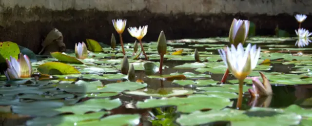 Высокие уровни потенциально вредных бактерий обнаружены в сырых мясных кормах для собак: исследование: Особая проблема для младенцев, пожилых людей, животных и людей с плохим иммунитетом, предупреждаю