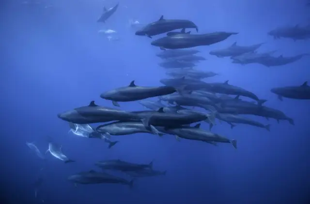 Самцы дельфинов-афалин образуют холостяцкие группы со своими родственниками: когда дело доходит до ухаживания за «дамами», оказывается, что самцы дельфинов-афалин используют особую тактику со своими б