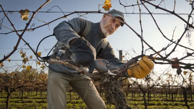 Сеть факторов транскрипции проникает в суть образования древесины: исследование опровергает идеи, выведенные из недревесных растений