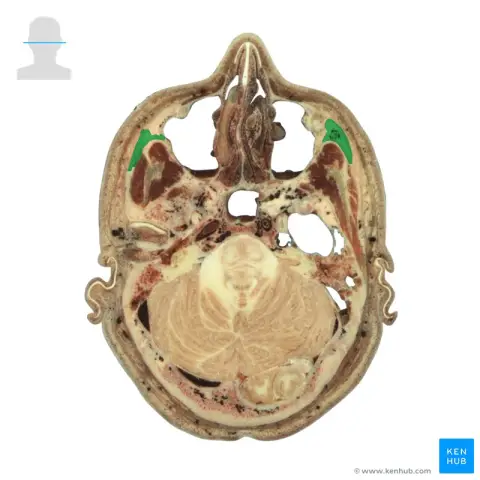 Эмбриогенез: Выяснение клеточных реакций на силу: Механическая сила индуцирует опосредованную фосфорилированием передачу сигналов, которая лежит в основе тканевой реакции и устойчивости у эмбрионов Xe
