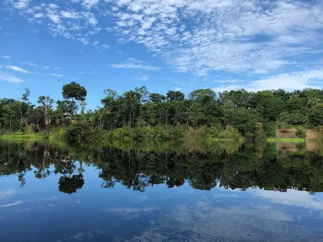 История человечества через годичные кольца: деревья в Амазонии свидетельствуют о доколониальном беспокойстве человека: новое исследование показывает, что тропические деревья служат живым свидетельство