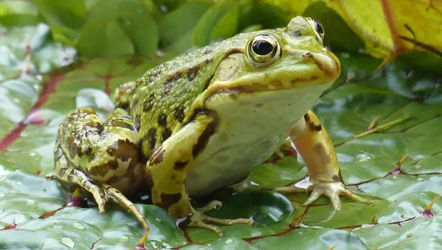 Правда о настоящей лягушке: Неизвестная коста-риканская лягушка, спрятанная среди широко распространенных видов: открытие подчеркивает острую потребность в современных инструментах ДНК при изучении бы