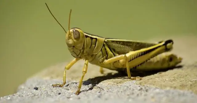 Новый способ вскрытия экзоскелета насекомых для изучения: исследователи создали технику вскрытия экзоскелета насекомых для изучения живых клеток