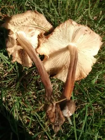 Обнажен новый «слой» грибов