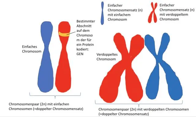 Как быть мужчиной без Y-хромосомы