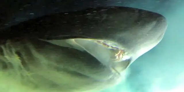 Обнаружена новая крупная доисторическая акула