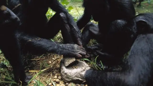 Бонобо умело колют орехи каменными молотками, как шимпанзе