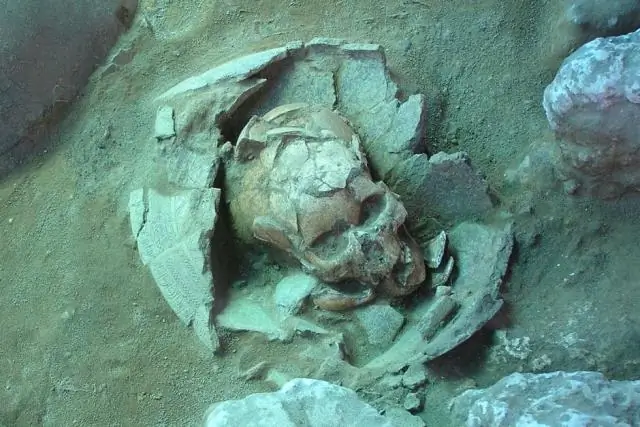 Анализ ДНК ранних поселенцев Тихого океана переворачивает ведущую генетическую модель