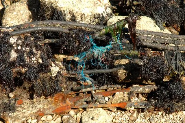 Разлив нефти Deepwater Horizon повлиял на места нереста голубого тунца в Мексиканском заливе