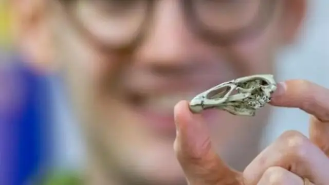 Окаменелость древнейшего предка современных морских черепах