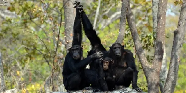 Выбросы углерода от лесозаготовок в Африке могут быть сильно занижены