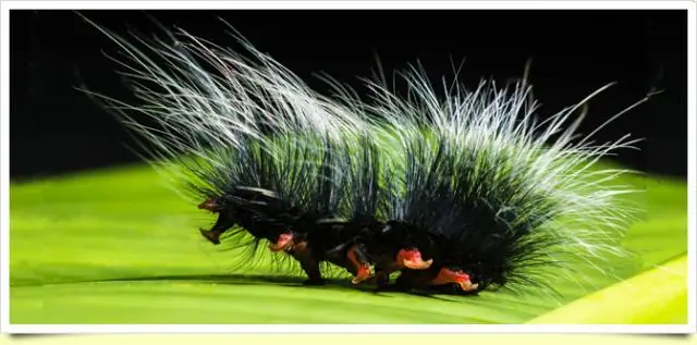 Инвазивные насекомые: недооцененная стоимость для мировой экономики