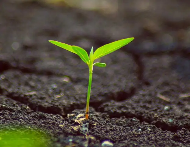 В погоне за плоским ростом листьев