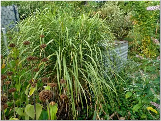 Незаметные растения бросают вызов засухе