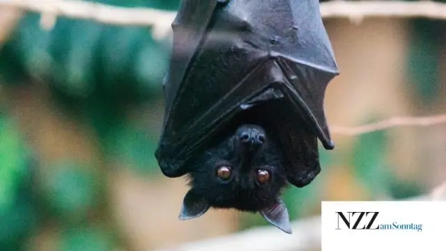 Радужный удав охотится на летучую мышь-вампира в пещере в Эквадоре