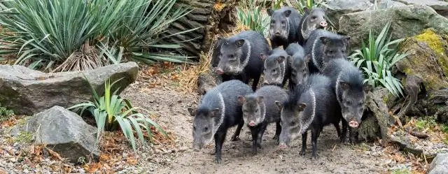 Пекари из Мезоамерики сейчас находятся под большой угрозой
