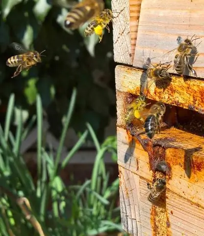 Пчелы, дергающие за веревочки, дают представление о распространении культуры