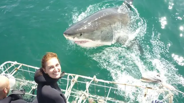 Изучение социальных сетей акул