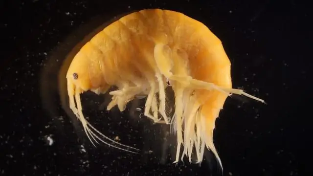 Аскариды даже полезнее, чем считали исследователи ранее