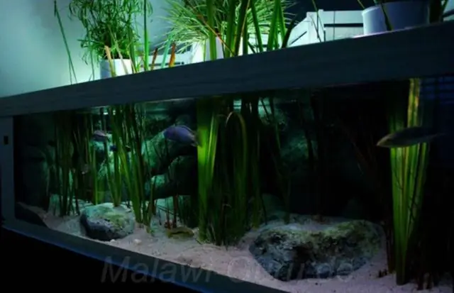 Изменение окружающей среды привело к разнообразию цихлид озера Малави