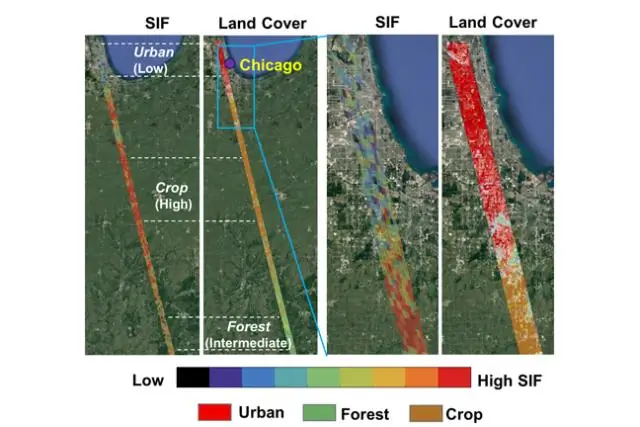 Городское потепление замедляет рост деревьев и фотосинтез