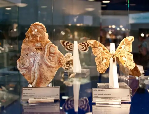 Летающие драгоценности означают смерть тарантулов: исследование рода североамериканских паутинных мух