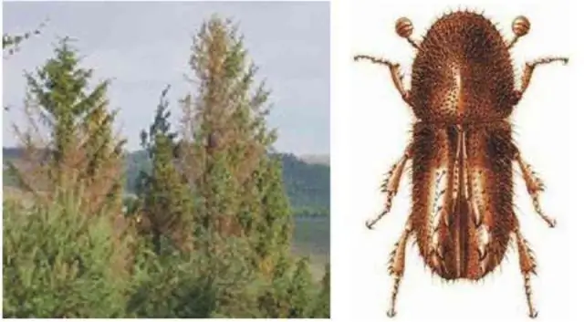 Быстрое распространение болезней собак можно остановить тщательным инфекционным контролем