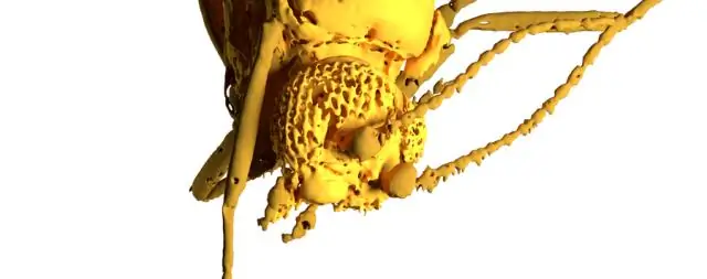 ‘Свидания вслепую’ в янтарном мире: исследователи обнаружили необычную структуру аттрактанта у мокреца возрастом 54 миллиона лет