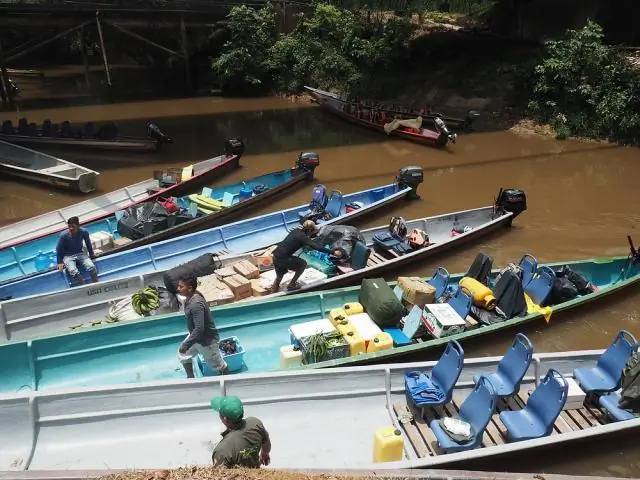 Как птицы безопасно ныряют на высоких скоростях? Новое исследование объясняет