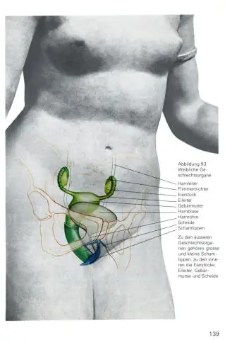 Расшифровка генома долгопята выявила связь с человеком