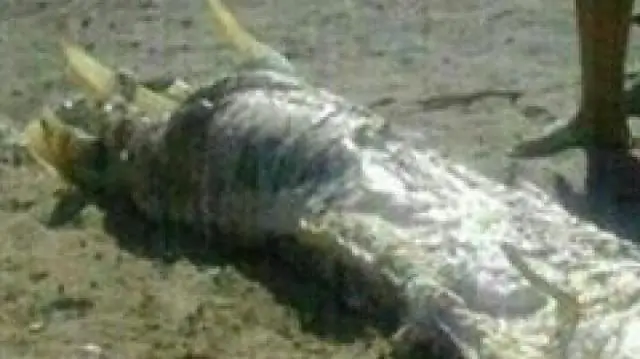 Исследования увеличивают в десять раз ресурсы мышиных мутаций одного типа, доступные исследователям во всем мире