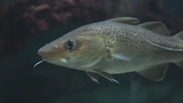 Ученые ищут региональные акценты в треске