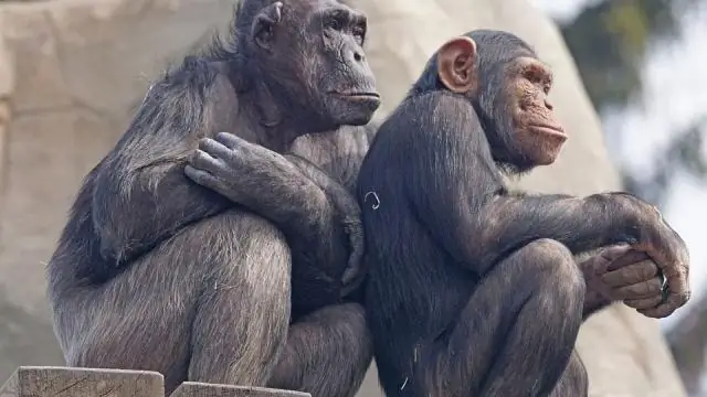 Некоторые птицы ведут себя как люди-музыканты