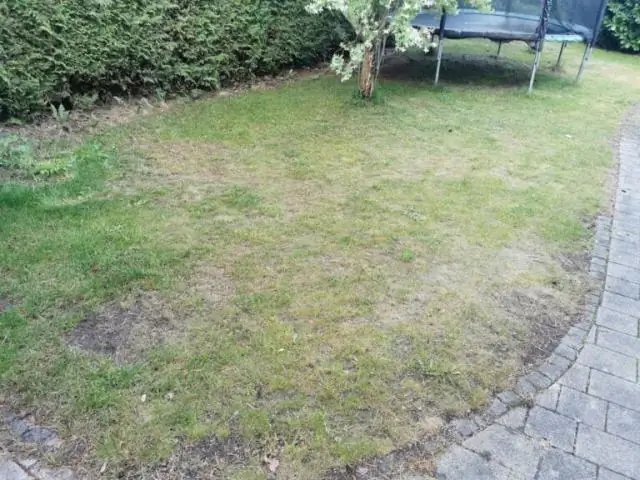 Snotty Gobble' может быть хорошим средством для борьбы с сорняками