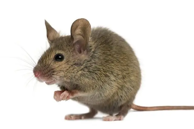 Мыши поют как реактивный двигатель