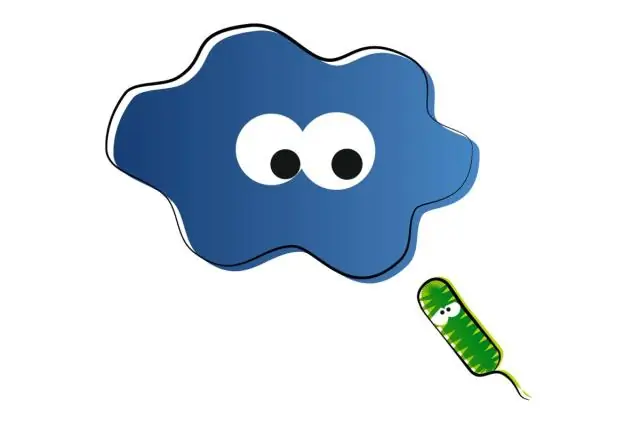 Эта маленькая амеба совершила крупную кражу: ученые рассказали, как малоизвестная амеба поглотила бактерию, чтобы стать фотосинтезирующей