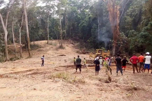 Тропический лес: дороги для сохранения видов? Старые лесные дороги дают амфибиям шанс на выживание