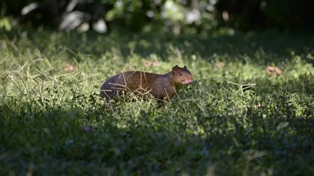 Вирус, несущий ДНК токсина паука черной вдовы