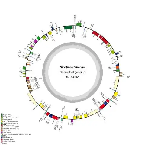 Геном яростно защищающей собаки Фонни отражает человеческую историю Сардинии