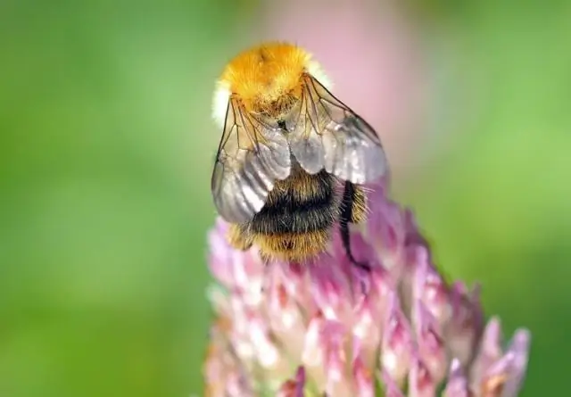 Воздействие пестицидов на шмелей, выявленное путем проведения полевых экспериментов