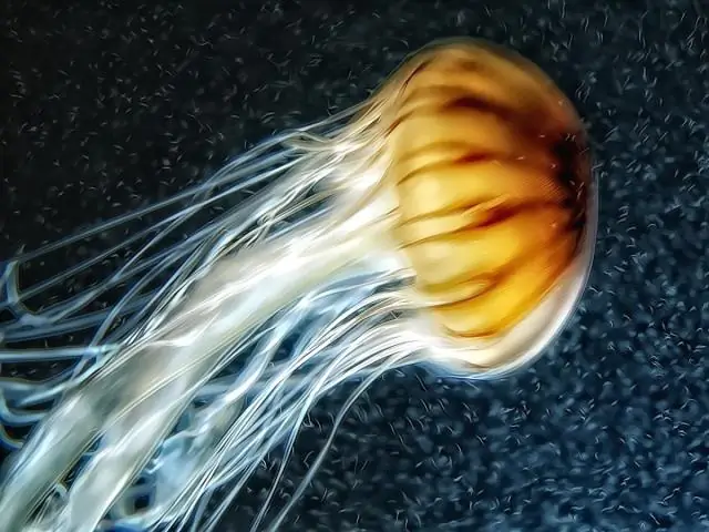 Медузы помогают ученым бороться с фальсификацией продуктов питания