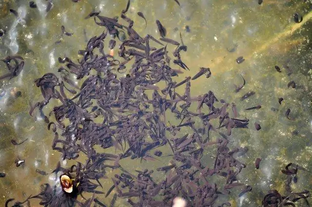 Временная отсрочка вымирания некоторых лягушек