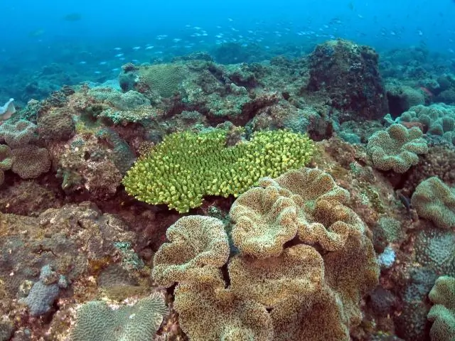 Исследование показывает влияние кораллов на рифовых микробов