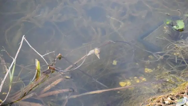 Новая нематода – гермафродит: один из самых маленьких известных дождевых червей, обнаруженный в Ja&eacute;n