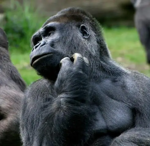 Что это? Новое исследование показало, что прыгающие пауки слышат больше, чем вы думаете