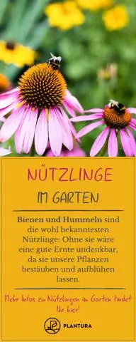 Декоративные растения для сохранения пчел, полезных насекомых