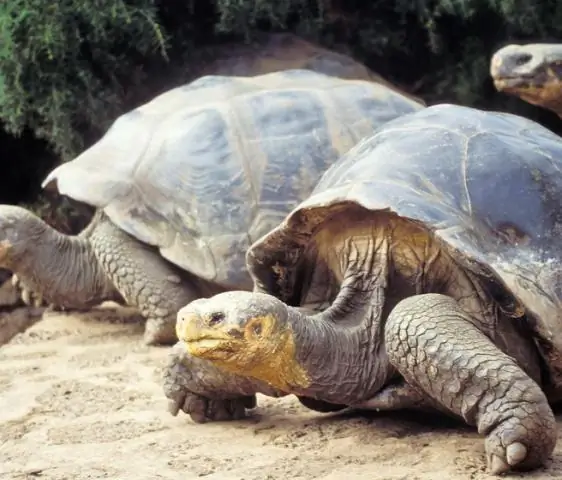 Короткий прыжок от одноклеточных предков к животным