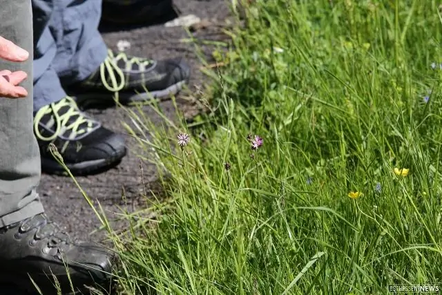 Растение обнаружило, что оно не фотосинтезирует и не цветет